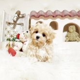 マルプー(トイプードル×マルチーズ)