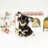 チワワ(ロング)