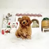 トイプードル(トイ)