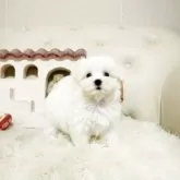 マルチーズ