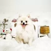 ポメラニアン