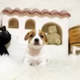 ジャックラッセルテリア
