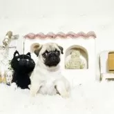 パグ