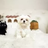 マルチーズ