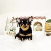 チワワ(ロング)