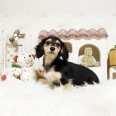 カニンヘンダックスフンド(ロング)