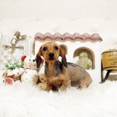 ミニチュアダックスフンド(ワイアー)