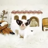 チワワ(ロング)