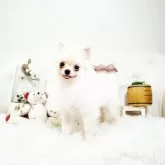 ポメラニアン