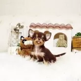 チワワ(ロング)