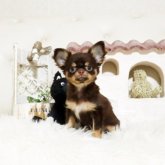 チワワ(ロング)