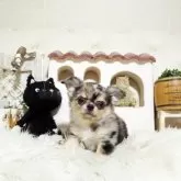 チワワ(ロング)