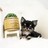 チワワ(ロング)