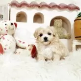 マルプー(トイプードル×マルチーズ)【佐賀県・女の子・2025年4月10日・アプリコット】の写真1