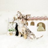 チワワ(ロング)