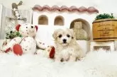マルプー(トイプードル×マルチーズ)【佐賀県・女の子・2025年4月10日・アプリコット】の写真2
