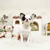 チワワ(ロング)【佐賀県・女の子・2025年8月15日・チョコレート&ホワイト】の写真2