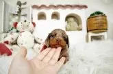 ミニチュアダックスフンド(ロング)【佐賀県・女の子・2025年5月11日・チョコダップル】の写真2