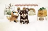 チワワ(ロング)【佐賀県・男の子・2025年6月5日・チョコクリーム】の写真2