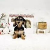 カニンヘンダックスフンド(ロング)【佐賀県・女の子・2024年12月27日・ブラックタン】の写真2