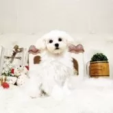 マルチーズ【佐賀県・女の子・2025年6月11日・ホワイト】の写真2