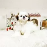 シーズー【佐賀県・女の子・2025年8月25日・ホワイト&ゴールド】の写真2