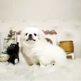 ペキニーズ【佐賀県・男の子・2025年6月23日・ホワイト】の写真2