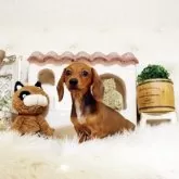 ミニチュアダックスフンド(スムース)【佐賀県・女の子・2025年8月27日・セーデットレッド】の写真3