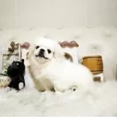 ペキニーズ【佐賀県・男の子・2025年6月23日・ホワイト】の写真3