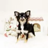 チワワ(ロング)【佐賀県・女の子・2025年5月28日・ブラックタン】の写真3