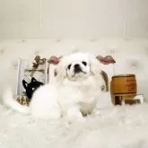 ペキニーズ【佐賀県・男の子・2025年6月23日・ホワイト】の写真4