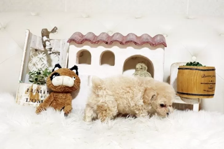 トイプードルのサラちゃん🐶 いつもご利用いただきありがとう