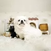 ペキニーズ【佐賀県・男の子・2025年6月23日・ホワイト】の写真5