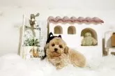 トイプードル(トイ)【佐賀県・男の子・2025年4月4日・アプリコット】の写真5