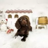 ミニチュアダックスフンド(ロング)【佐賀県・女の子・2025年7月11日・チョコソリッド】の写真5