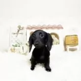 ミニチュアダックスフンド(ロング)【佐賀県・女の子・2025年7月11日・ブラックソリッド】の写真5