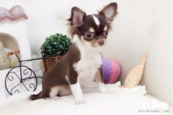 ID：1802-00072の子犬