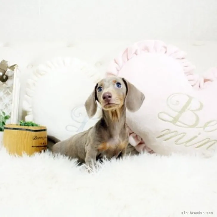 ID:2306-01318の子犬