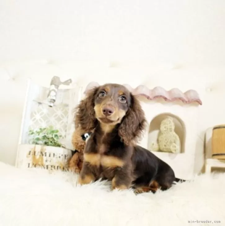 とみ 様のお迎えした子犬