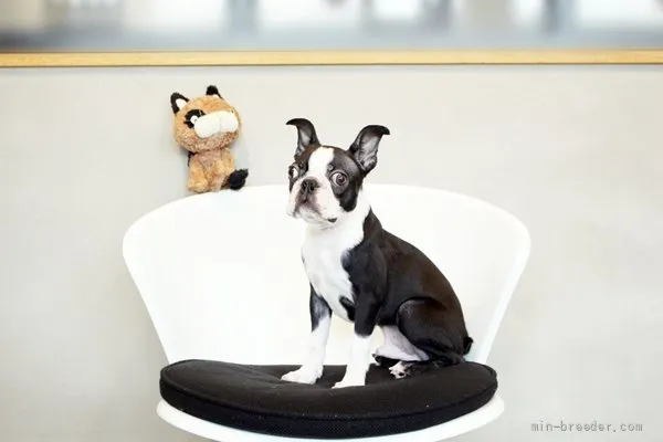 ID：2107-01072の子犬