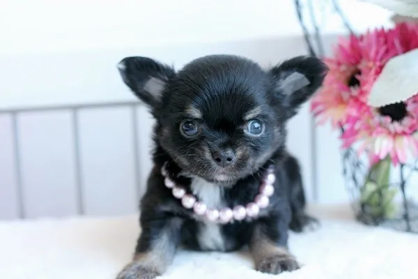 ID:1309-00493の子犬