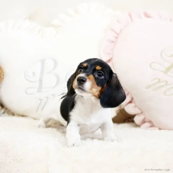 きなこ 様のお迎えした子犬