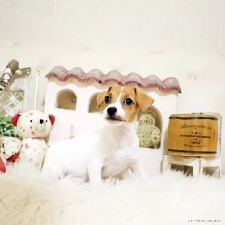 ID：2407-05553の子犬
