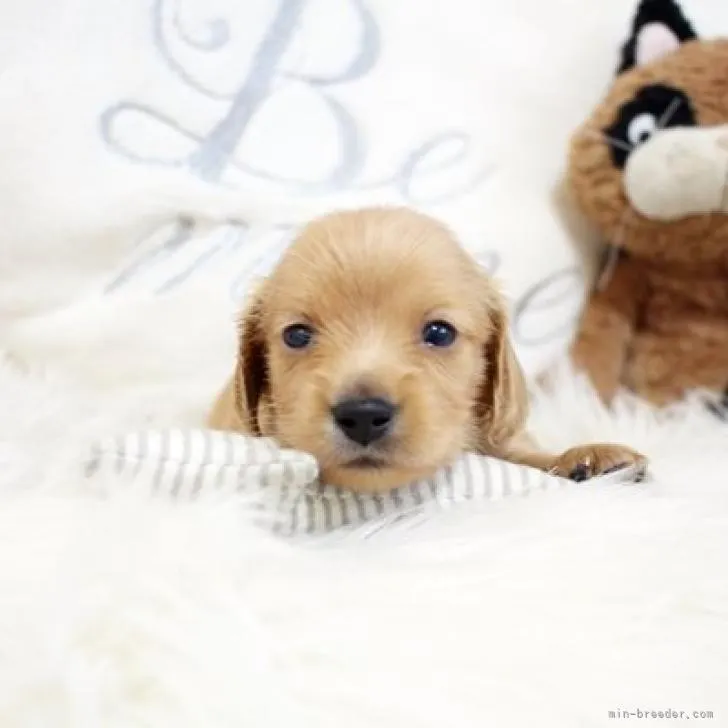 アリスちゃん 様のお迎えした子犬