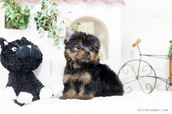 ID:1803-00660の子犬