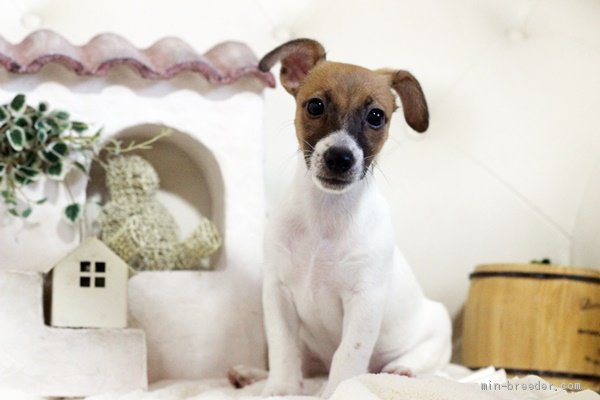 あんず 様のお迎えした子犬