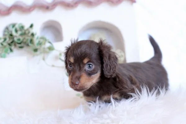 ID:1401-01197の子犬