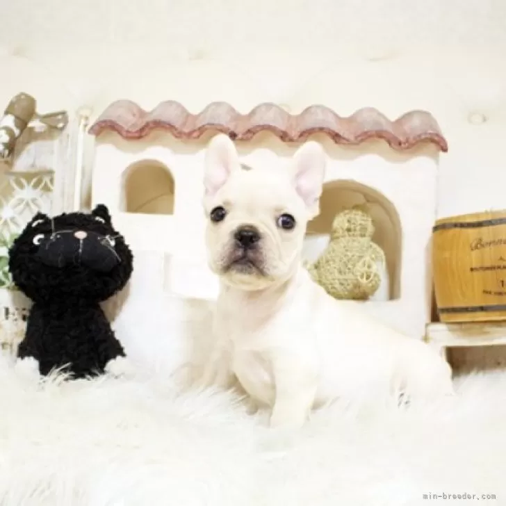 M.S 様のお迎えした子犬