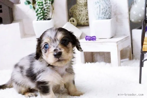 SS 様のお迎えした子犬