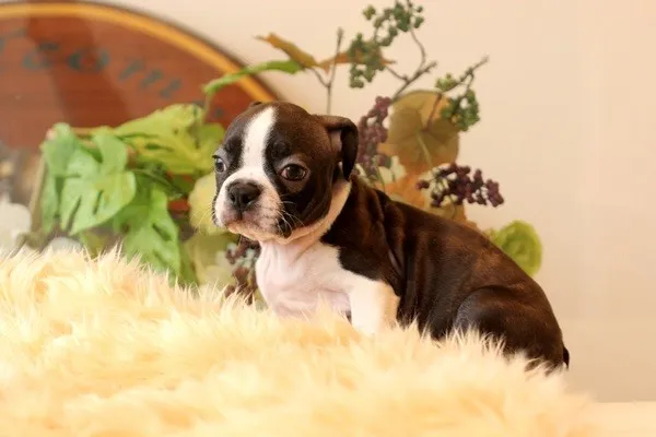 マロ 様のお迎えした子犬